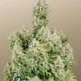 Семена конопли Original AUTO CINDERELLA от Fast Buds